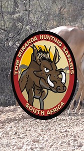 Archery Impala #tommirandasafaris #africa #bowhuntingafrica #bowhuntingsafari #tommirandaofficial | Tom Miranda Hunting Safaris