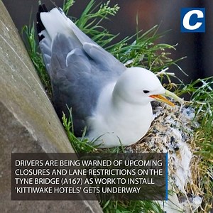 4.2K views · 27 reactions | Drivers are being warned of closures and lane restrictions on the Tyne Bridge as work to install 'kittiwake hotels' gets underway ️ | Newcastle Chronicle | Facebook