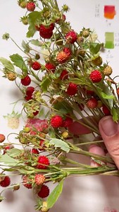 4.9K views · 231 reactions | Botanical accuracy in watercolor painting  | Kristine ART | Facebook