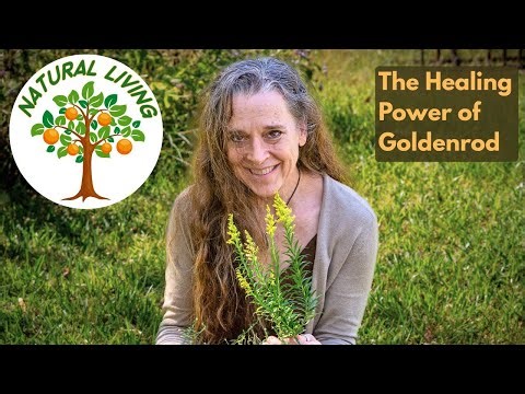 Goldenrod: Health Benefits and Uses