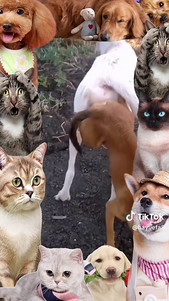 Heartwarming Dog Meeting Puppy Moments