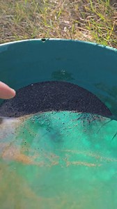 This is density in action | Vo-Gus Prospecting