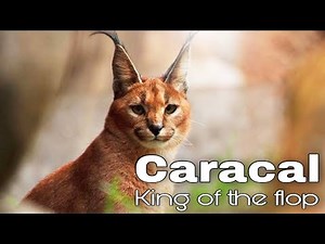 Caracal Cats: fun facts and myths. Amazon Wildlife. Animals Life