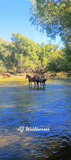 Wild Horses Playing in a River: A Tranquil Scene