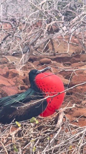 1.6K views · 38 reactions | Meet the magnificent frigatebirds—where...