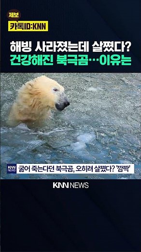 Polar bears are getting fatter and healthier? Sea ice is decreasing… How? / KNN