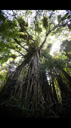 How beautiful is the Cathedral Fig Tree. Estimated around 500 years old. Wow. It was my first time visiting this beautiful being! I love feminine urge to create art in nature. So fun to play and be creative in the forest. #cathedralfigtree | Chanel Baran