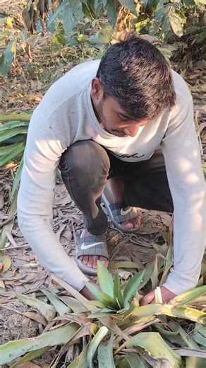 Harvest begins with choosing the right pineapple seedlingsHealthy soil, healthy pineapple plants