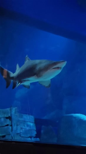 Stunning Cake Designs Inspired by Mauritius