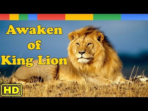 Lion Documentary - Awaken The Bravery of King Lion in Africa - Nat Geo Wild Documentary