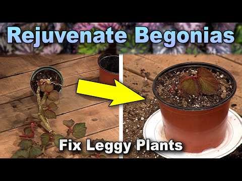 Rejuvenating an Overgrown Cane Begonia