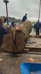 Two large logs from Woburn’s Deer Park have been donated to the incredible project of ‘re-building’ the Sutton Hoo longship. The Ship’s Company, dedicated to creating a permanent and authentic replica of the Anglo-Saxon ship discovered in 1939, is leading this remarkable endeavour. Only the largest logs can be used, as they will be split by hand and hewn into 13" boards to clad the ship's hull. One of our donated logs came from a tree blown down by Storm Bert, and the other was felled for safety
