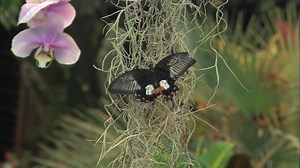 1.4K views · 25 reactions | While it’s cold and blustery outside, it’s warm and cozy at The Strong—and always tropical in Dancing Wings Butterfly Garden! Today only (Jan. 5) enjoy HALF PRICE butterfly garden tickets. Tickets must be purchased at the admissions desk. Please drive carefully! | The Strong Museum | Facebook