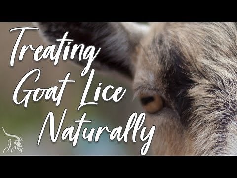 Treating Goat Lice Naturally