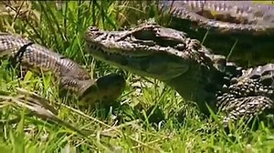ANACONDA VS CROCODILE FIGHT