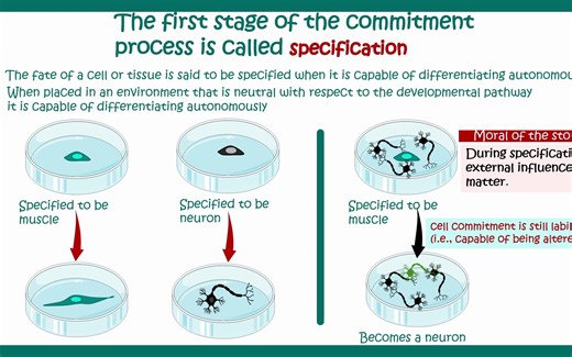 Cell differentiation - Fate specification - Specification vs determination - Dev