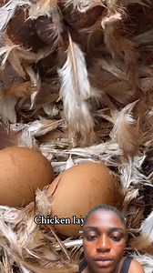 6.3M views · 6.5K reactions | What just happened  #poultry #animals #fbreelsvideo | Angel Tv | Facebook