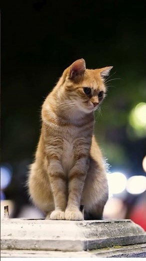 What a REAL Cat Looks Like! 😻 | True Cat Appearance & Behaviors Explained