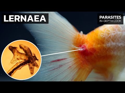 Recognizing & Treating Anchor Worms (Lernaea sp.) on Fish