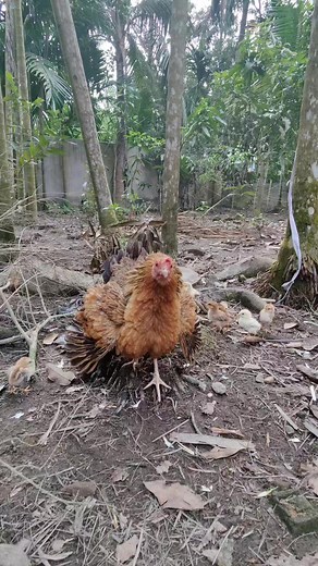 Jungle fowl with chicks 🐓 | Mozumdar agro farm