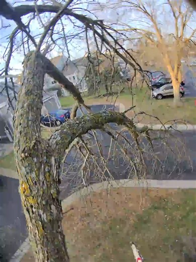 Skilled Tree Cutting Service #treework #tree #viral #tiktok #arborist #chainsaw