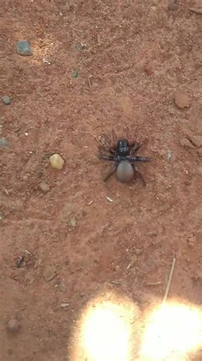 Aranha Boqueteira: Curiosidades da Ctenizidae