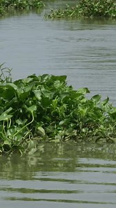 Water hyacinth Eichornia crassipes is type of floating aquatic plant. Water hyacinth grows in shallow ponds, wet soils and swamps, slow flowing water, lakes, and rivers.