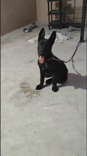 98661 52706 | Belgium malinois puppy for sale
