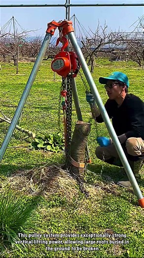 Tree Jack: Efficient Rooting Method with Lever Block