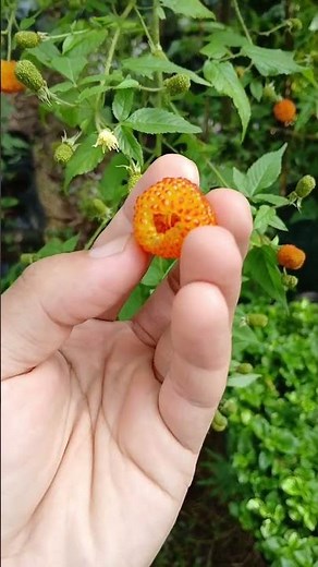 Native orange raspberry rubus sumatranus #garden #fruit #buah