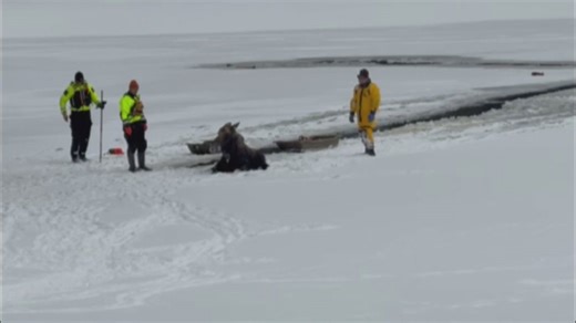 WATCH: Moose rescued after falling through the ice