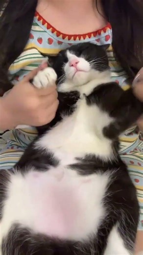 My Knife & Shield: Aesthetic Showcase & Cat Dance Challenge