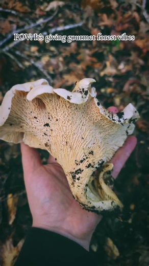 White Chantrelles were abundant this season here in the hills of Mendocino California. Blessed and Grateful for this bounty!! Cantharellus subalbidus, or the white chanterelle, is a choice edible mushroom found in the Pacific Northwest and California, distinguished by its cream to white color which bruises yellowish-orange, and a sweet, fragrant scent that lacks the apricot smell of other chanterelles. It grows in conifer forests, often hidden under moss and leaf litter, and is a popular find fo