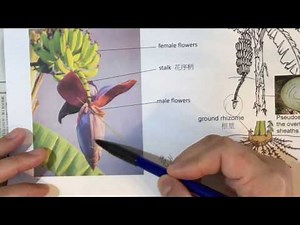 Lo Sir Basic Biology Concepts Channel ~ Dissection of banana flower 解剖蕉花