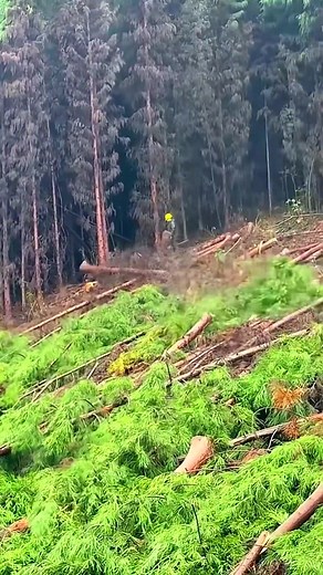 23K views · 17 reactions | Logging process of pine trees in the forest | Dawgshell 2.0 | Facebook