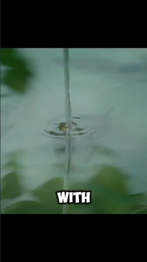 Archer Fish That Shoots Water #archerfish
