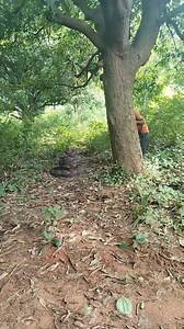 4.5M views · 7.6K reactions | Snake attack #Tiger #snake | Srikanta8456 | Facebook