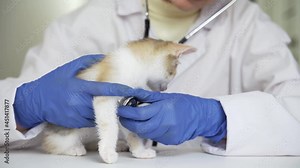 Doctor in vet clinic checking up kitten. Veterinarian examining cat on table in clinic. Veterinary care. Female veterinarian examine kitty's health. Gray kitten having checkup in veterinary clinic