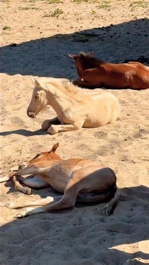 Mares eating while the baby horses sleep 🐴😍