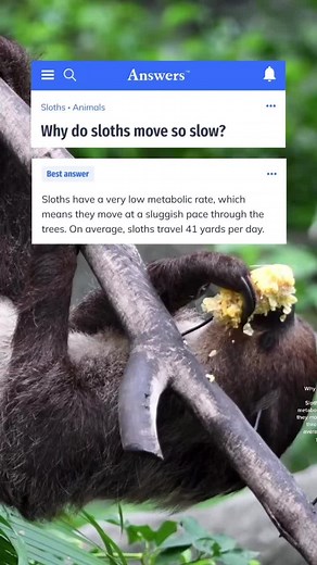 🦥 #trivia #brain #funfact #answers