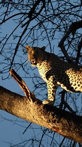 3.4K views · 106 reactions | The Ultimate moment with a Leopard ...