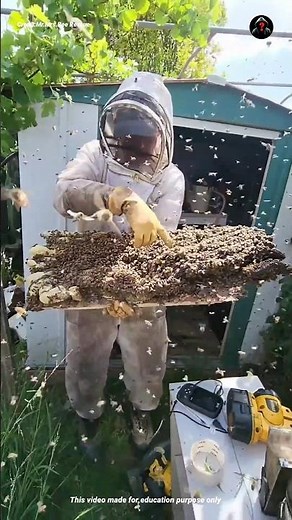 School for honey bees 🐝