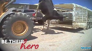 Millions of animals are suffering needlessly at factory farms. You can be their hero by creating a more compassionate world. Make a gift now and your donation will be matched—dollar for dollar. | Mercy For Animals