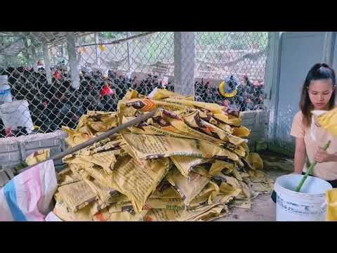 Organic Chicken Farming Method for High Yield | #chickenfarming #farming