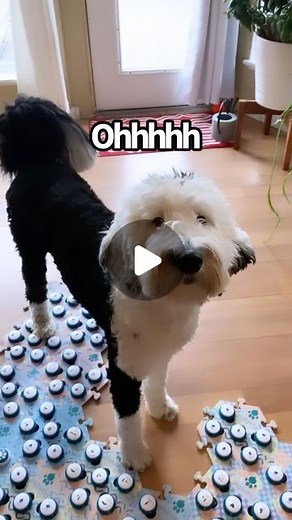 I Am Bunny on Instagram: "Never figured out how to answer this one, but we kind of settled on the fact that Bunny’s human, so that’s fun. • • • #existentialism #bestdog #reels #cutedog #whataboutbunny"