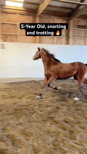 Horse Snorting While Trotting 🥰 #shorts