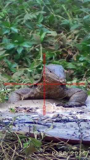 Monitor lizard hunting