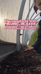 13K views · 3.7K reactions | *under ideal circumstances* Grow in good soil using quality corms and hope for “June-uary” and you’ll have plenty of blooms for Mother’s Day and beyond. | Local Harvest Flowers | Facebook