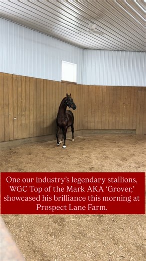 One our industry’s legendary stallions, WGC Top of the Mark AKA ‘Grover,’ showcased his brilliance this morning at Prospect Lane Farm. #oursaddlebredstory #asbdreams #saddlebred #americansaddlebred | American Saddlebred Horse & Breeders Association