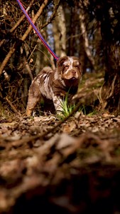 Meet Anastasia the worlds first chocolate & tan bear coat Shar pei 🐾Shar pei 🏠Owner @sk9_kennels 📸 @k9mediascotland If you’re interested in content like this & collaborating with us Drop us a DM @pawpointuk ➖ ➖ ➖ #sharpei #sharpeiworld #sharpeisofinstagram #sharpeilove | PAW POINT UK